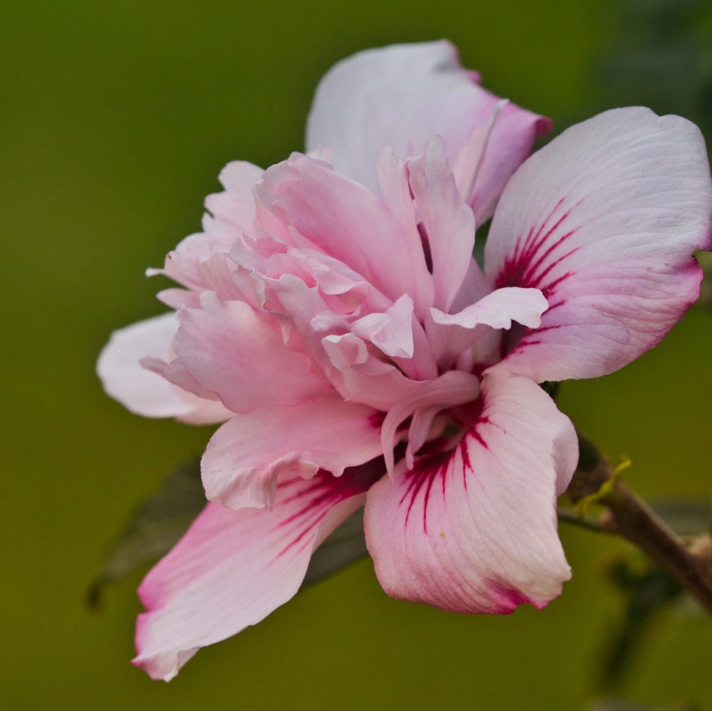 flowering-hibiscus-3689357_1280